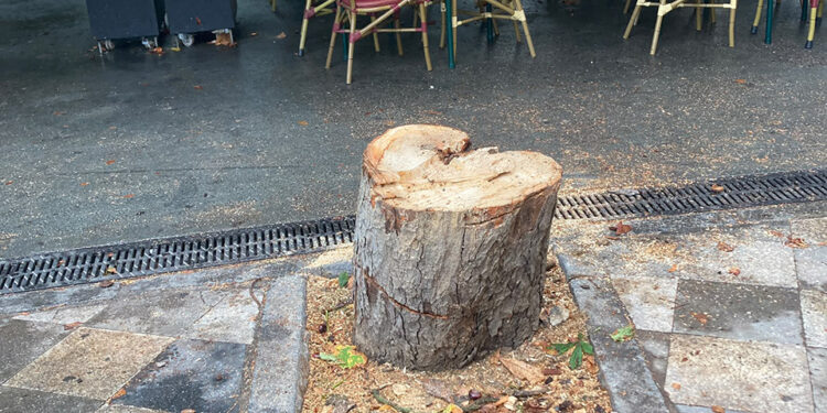 Indignación en Cuenca por la tala de un castaño en la plaza de la Hispanidad Indignación en Cuenca por la tala de un castaño en la plaza de la Hispanidad