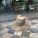Indignación en Cuenca por la tala de un castaño en la plaza de la Hispanidad Indignación en Cuenca por la tala de un castaño en la plaza de la Hispanidad