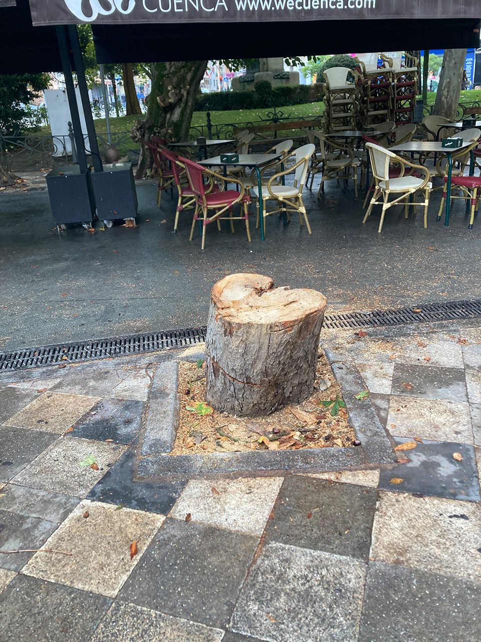 Indignación en Cuenca por la tala de un castaño en la plaza de la Hispanidad Indignación en Cuenca por la tala de un castaño en la plaza de la Hispanidad