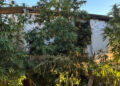 La Guardia Civil desmantela una plantación de cannabis en una vivienda de Olmeda del Rey y detiene al morador tras intentar huir por el tejado