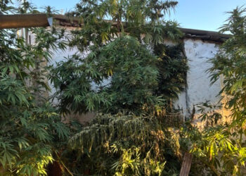 La Guardia Civil desmantela una plantación de cannabis en una vivienda de Olmeda del Rey y detiene al morador tras intentar huir por el tejado La Guardia Civil desmantela una plantación de cannabis en una vivienda de Olmeda del Rey y detiene al morador tras intentar huir por el tejado