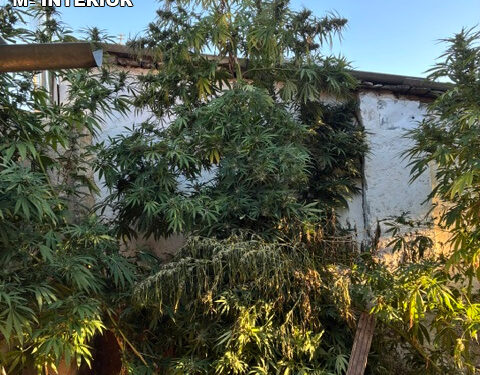 La Guardia Civil desmantela una plantación de cannabis en una vivienda de Olmeda del Rey y detiene al morador tras intentar huir por el tejado La Guardia Civil desmantela una plantación de cannabis en una vivienda de Olmeda del Rey y detiene al morador tras intentar huir por el tejado