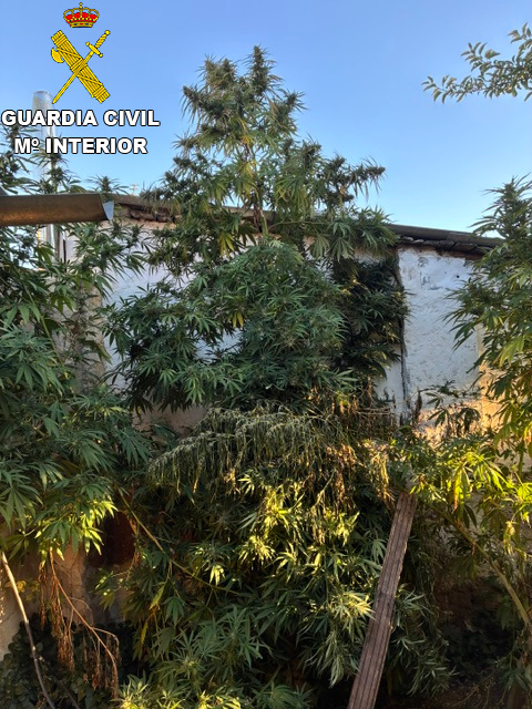 La Guardia Civil desmantela una plantación de cannabis en una vivienda de Olmeda del Rey y detiene al morador tras intentar huir por el tejado La Guardia Civil desmantela una plantación de cannabis en una vivienda de Olmeda del Rey y detiene al morador tras intentar huir por el tejado