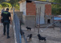 Localizan dos criaderos ilegales con 41 perros enjaulados en Cuenca