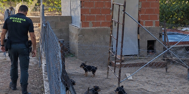 Localizan dos criaderos ilegales con 41 perros enjaulados en Cuenca