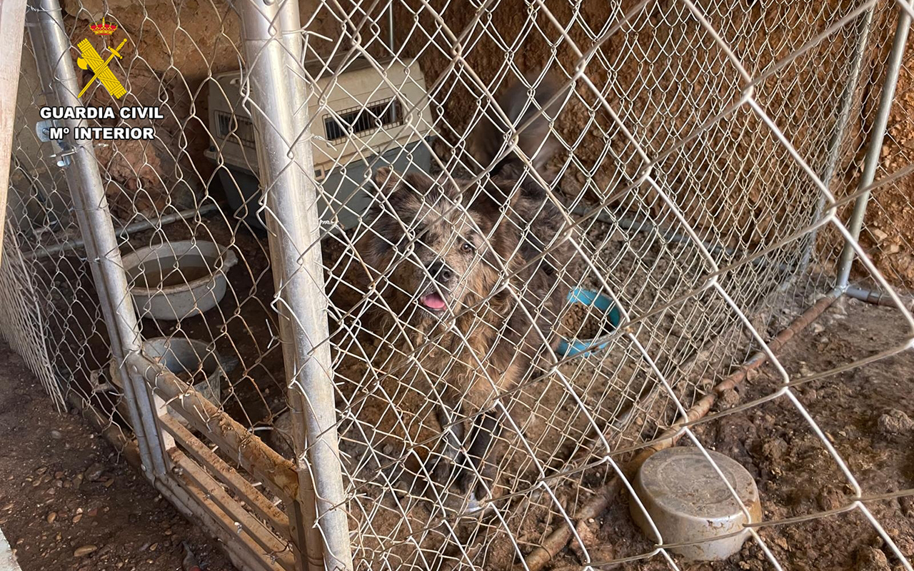 Localizan dos criaderos ilegales con 41 perros enjaulados en Cuenca
