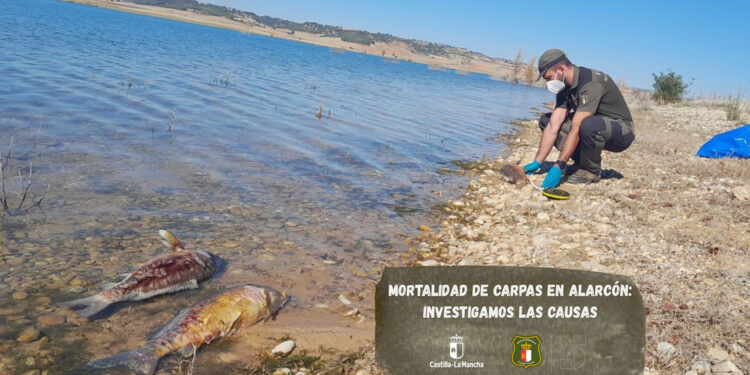 Los Agentes Medioambientales investigan la aparición de carpas muertas en el embalse de Alarcón