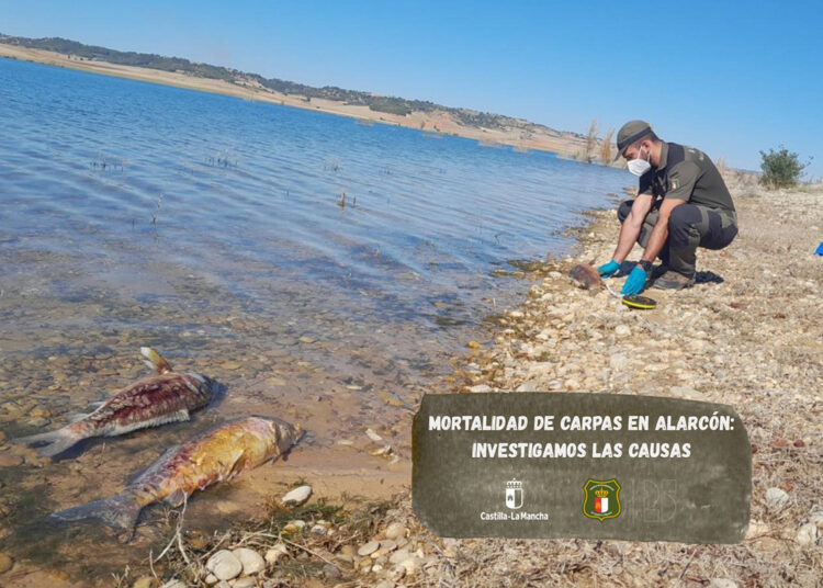 Los Agentes Medioambientales investigan la aparición de carpas muertas en el embalse de Alarcón