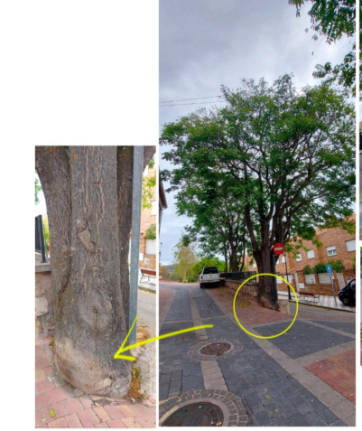 Un mapeo vecinal cifra en más de medio millar los árboles que faltan o están dañados en las calles de Cuenca 1 Un mapeo vecinal cifra en más de medio millar los árboles que faltan o están dañados en las calles de Cuenca